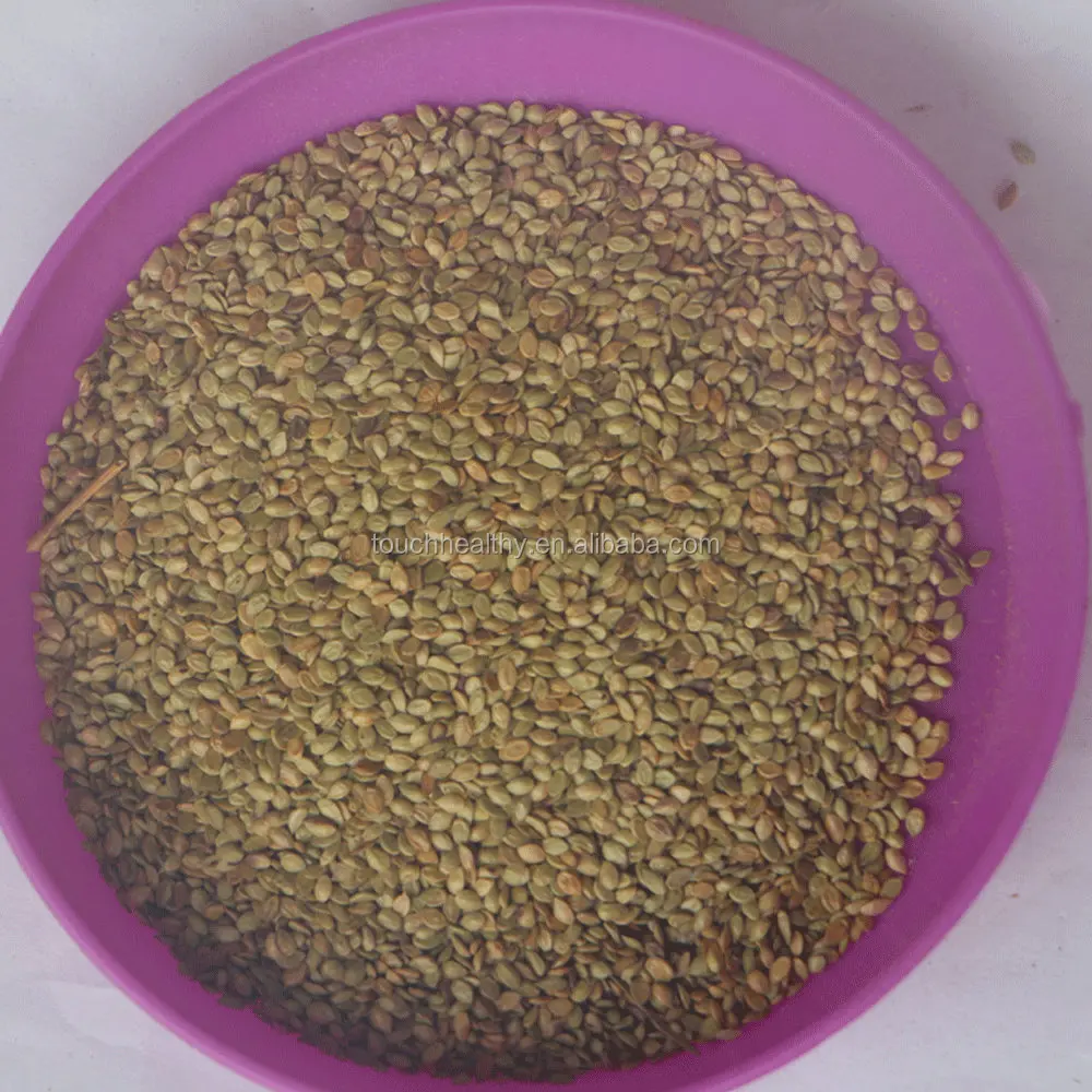 
Touchhealthy supply paspalum notatum flugge seeds grass seeds for planting 
