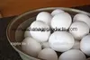 White Egg Import from India