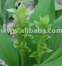 Zamrud Hijau Curcuma Alismatifolia Buy Curcuma Alismatifolia Product On Alibaba Com