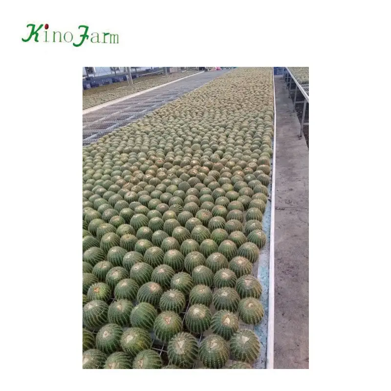 
nature plant wholesale golden barrel cactus 