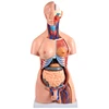 Science Nursing School Chinon Medical Bandage Men Transverse Section Central Vein Puncture Injection Training Human Torso Model