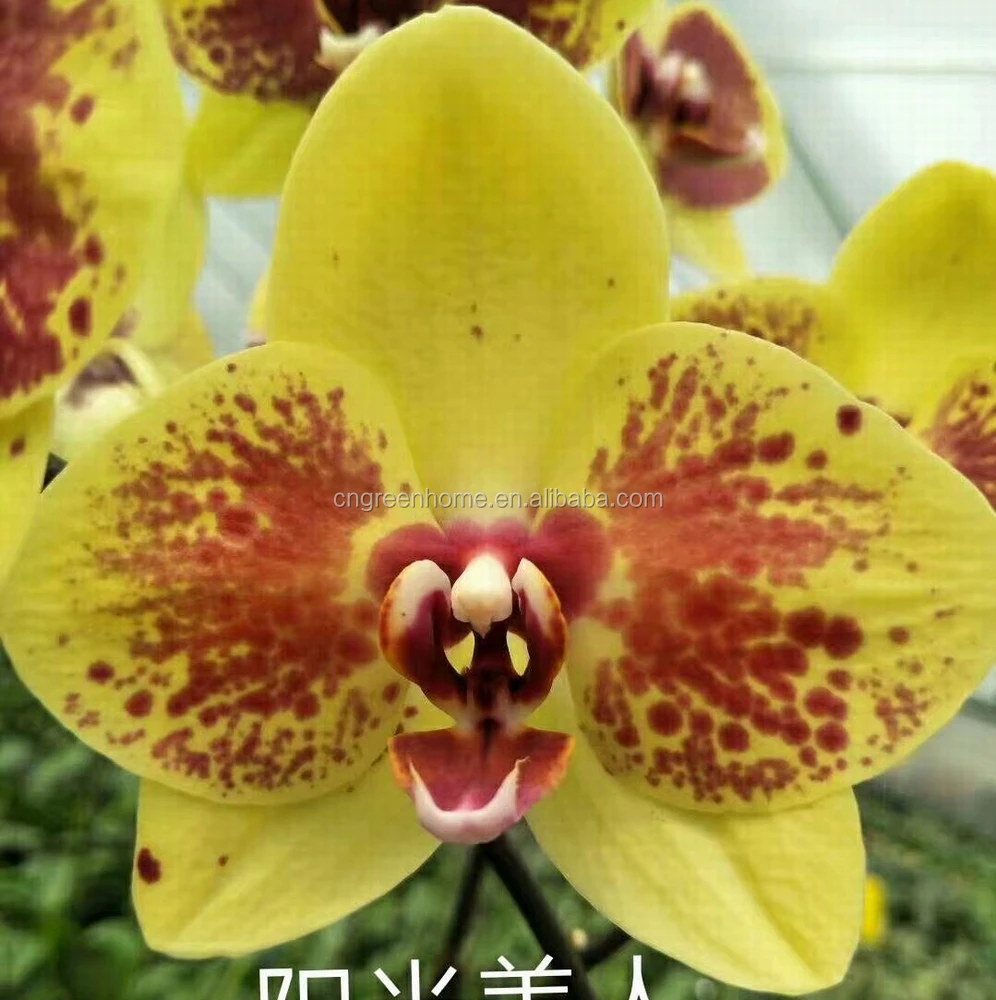 斑点のある大きな黄色花胡蝶蘭植物 Buy 斑点のある大きな黄色花胡蝶蘭植物 胡蝶蘭植物 蘭植物 Product On Alibaba Com