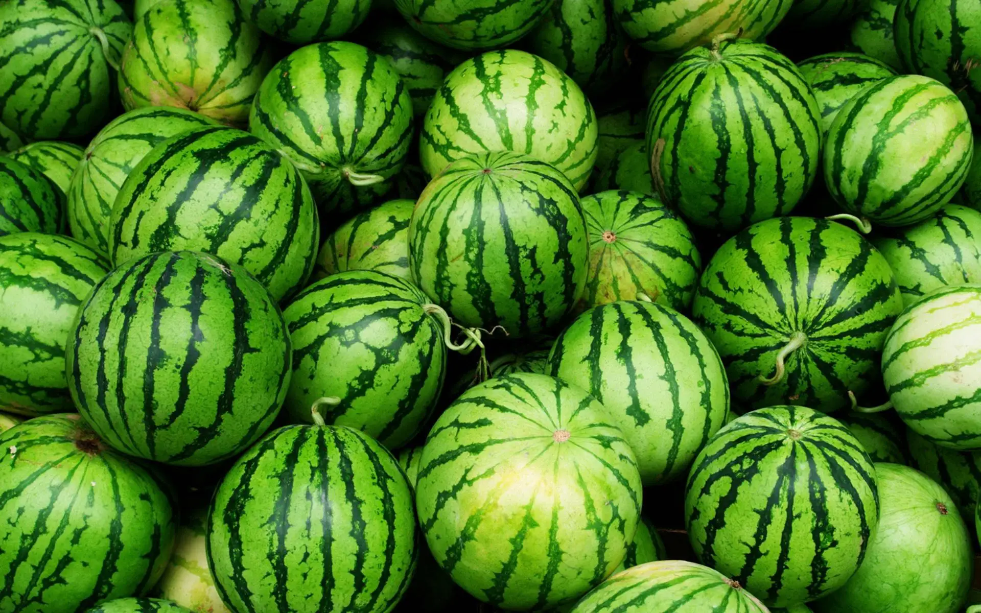 tunisian sweet delicious fresh watermelons high quality for bulk