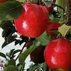 Fresh Apple