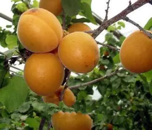 
Manufacturer OF Organic bitter apricot kernels b17 cancer cure 
