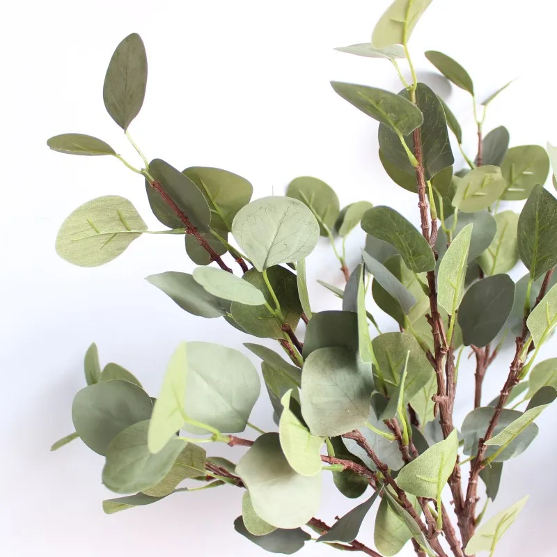 Eucalyptus plant real Idea