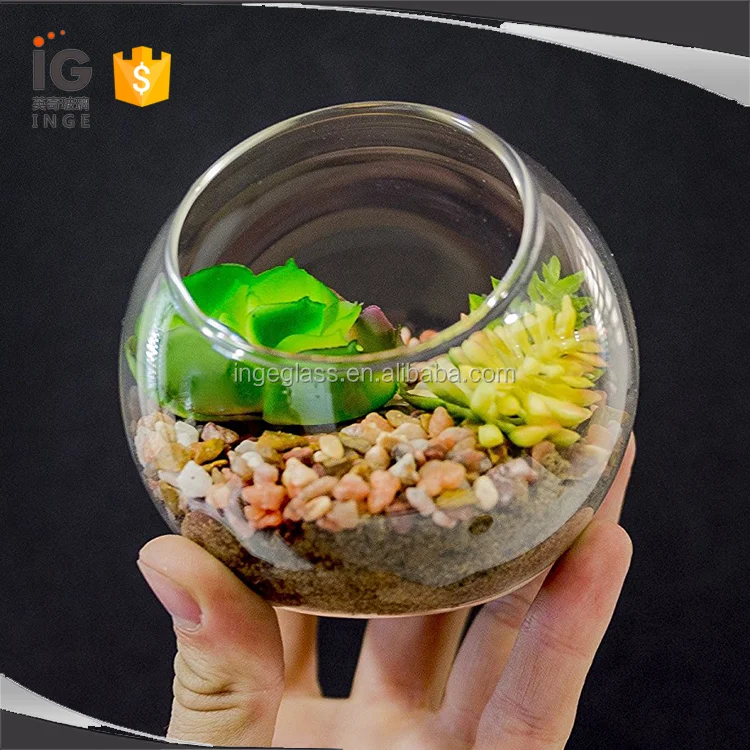 Terrarium Plants For Sale,Glass Plant Terrarium,Small Terrarium Buy