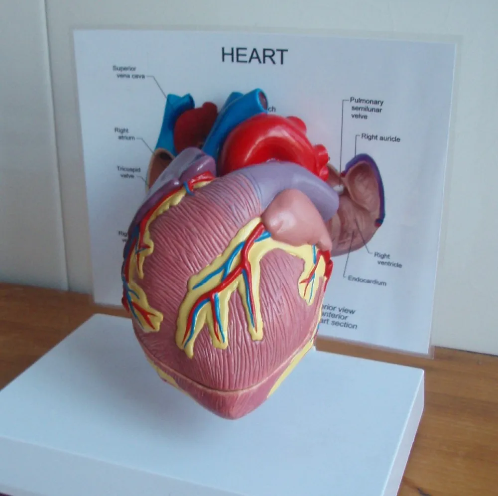 rapid complicated human heart medical model mockup