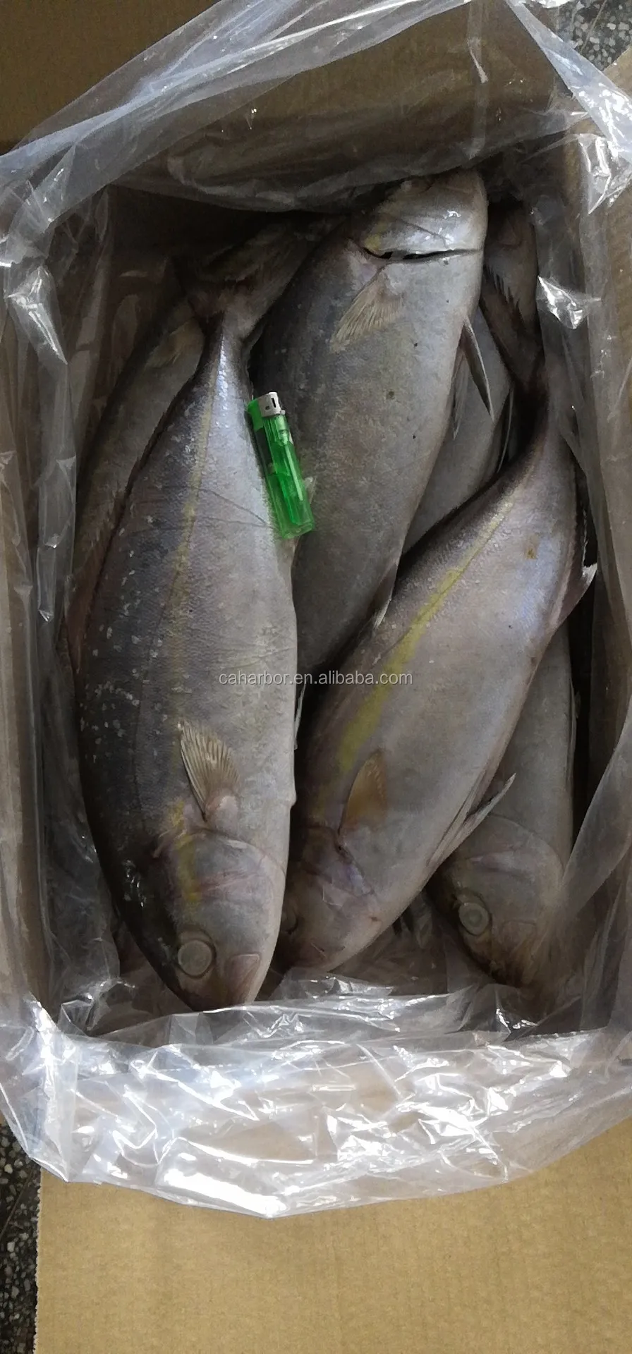 整轮amberjack yellow tail 500-800g - buy amber