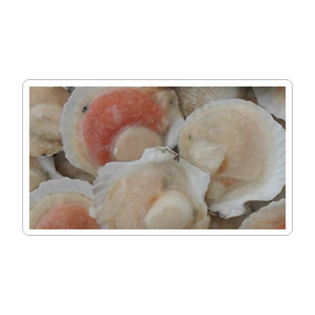 
Frozen shell scallop shells for sale from nihonn sea 