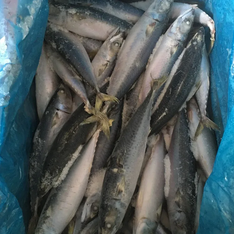 
Frozen horse mackerel prices 