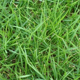 
High qualityTall Fescue Seeds Lawn seed for Garden Park lawn Trampling 
