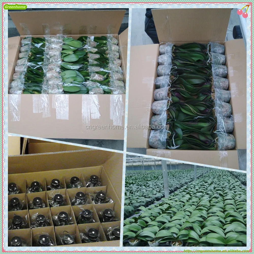 Flask and 2.5 3.5inch packing