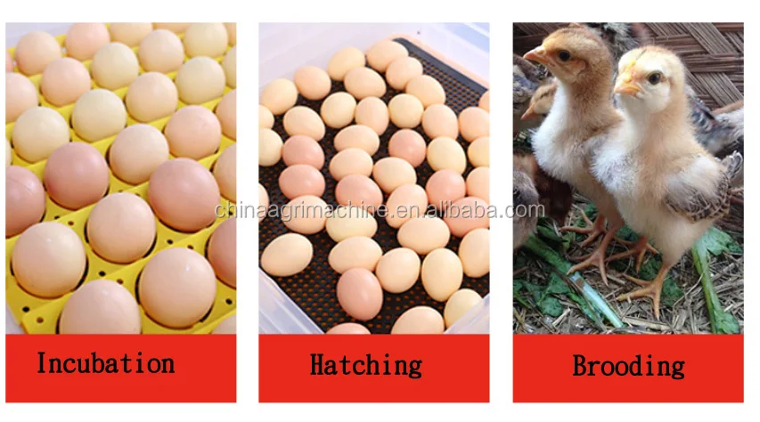 1000 egg incubator egg hatching machine price in nepal ...