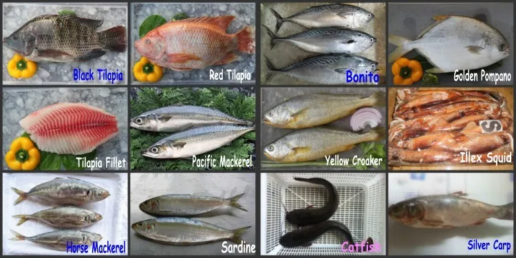 Wholesale Cheap Seafood Frozen Fresh Pacific Mackerel Fish Whole Round
