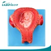 Third Month Embryo Model, Pregnant Uterus with Umbilical Cord Model
