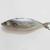 /product-detail/frozen-indian-mackerel-whole-round-for-malaysia-thailand-market-60764733389.html