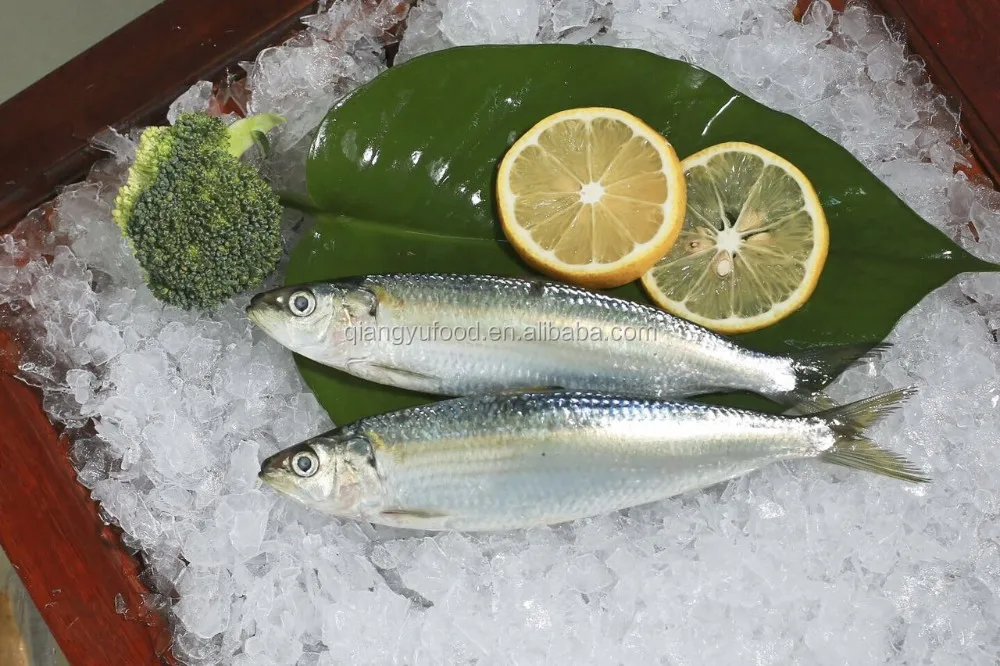 frozen style and mackerel variety best quality spanish mackerel