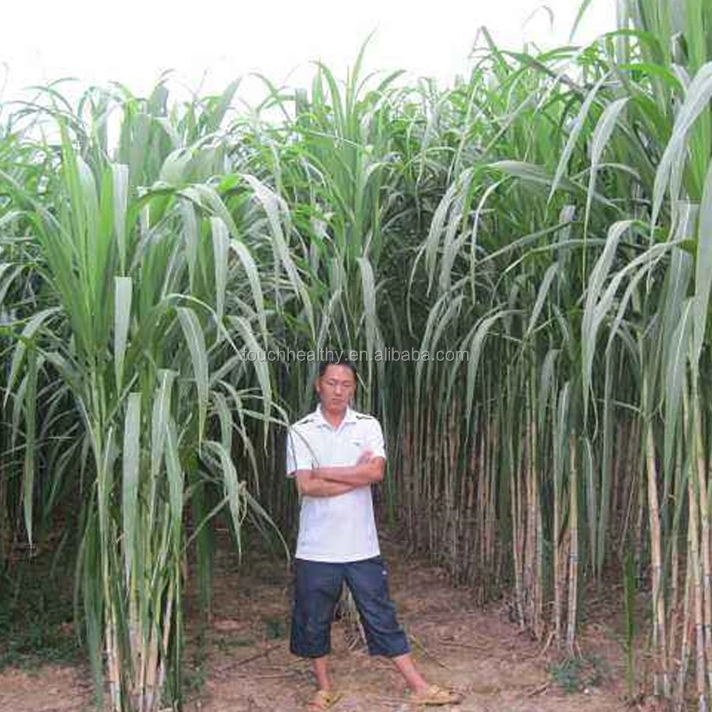 
2018 Top quality Pennisetum hydridum grass seeds forage seeds 