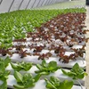 New design hydroponics indoor grow system