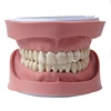 Standard K Study Model (28pcs,Soft Without Screw) Human Teeth Model