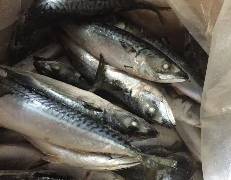 Fresh Catch Mackerel In Pouch Buy Fresh Catch Mackerel In Pouch,Fresh