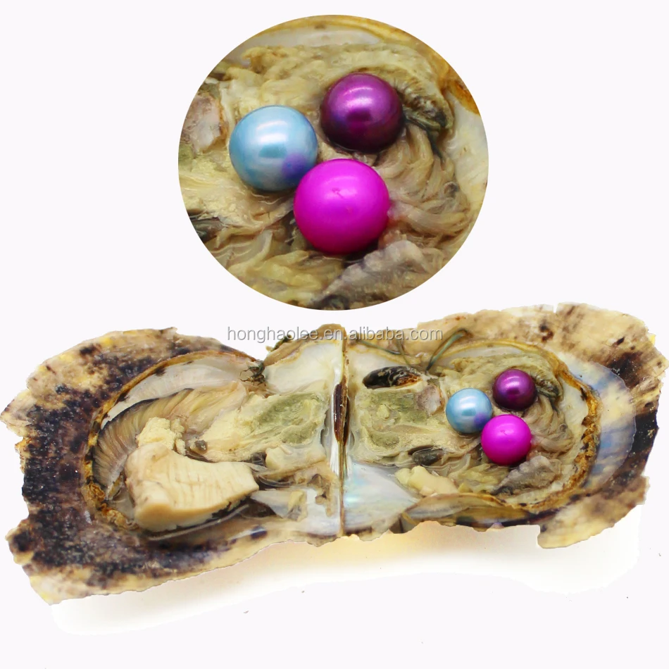 

High quality Akoya oyster 7-8 mm round pearl including triplets in oyster shells in different colors pearl gifts