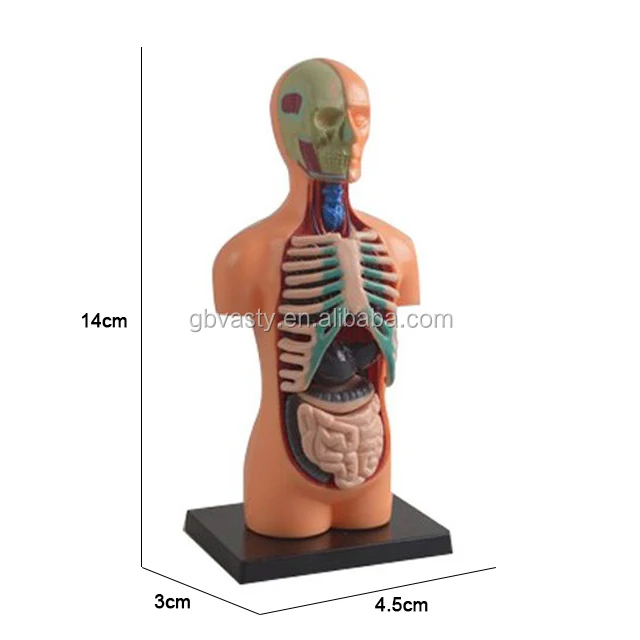 human body anatomy model toy