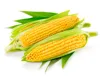 Advanced sweet corn processing machines