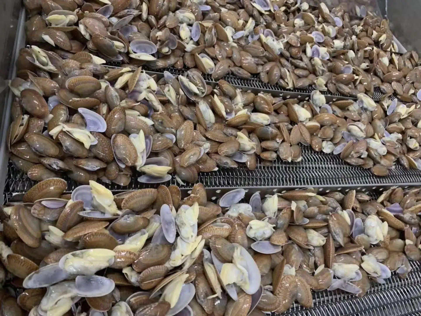 
Good Sale Frozen Cooked Oil Clams Meat Indonesia Seafood 