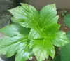 Pure natural Ashitaba Angelica keiskei leaves tea for anti tumor