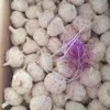 /product-detail/frozen-garlic-exporters-china-packing-garlic-mesh-bag-10kg-60768506700.html