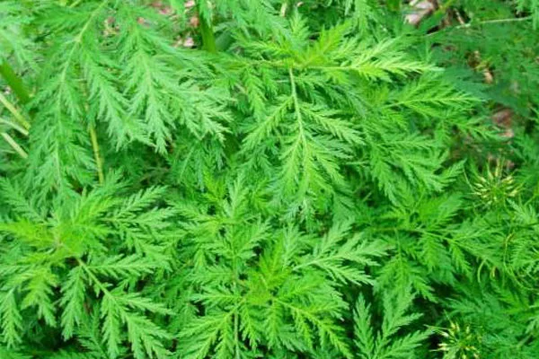 artemisia carvifolia extract artemisinin powder