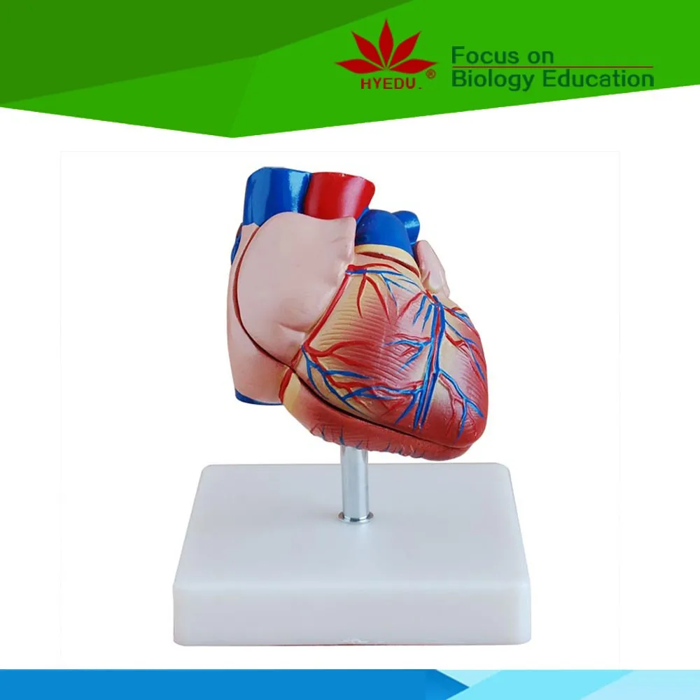 Heart Teaching Anatomical Model For Medical School Use - Buy Plastic ...