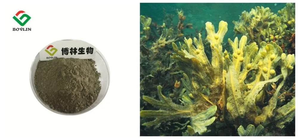 Algas fucus adelgazar rapido