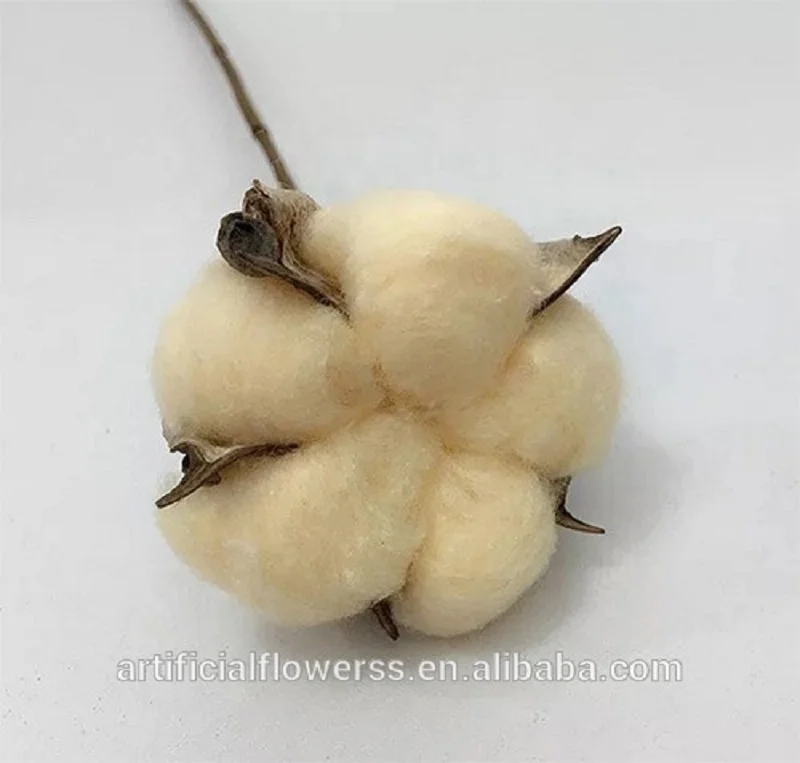 Cotton-Flower.jpg