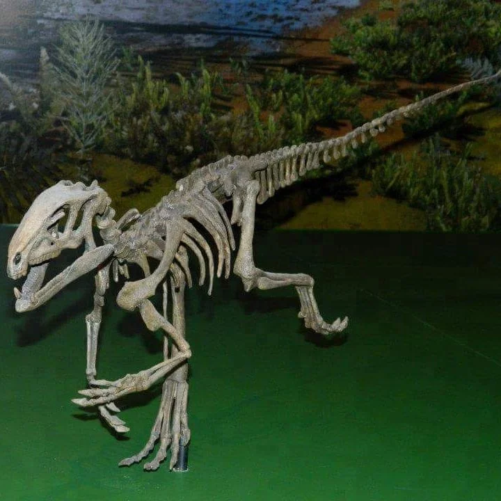 

real size dinosaur skeleton replica model, Original or customized