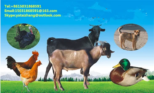 2345_image_file_copy_1_