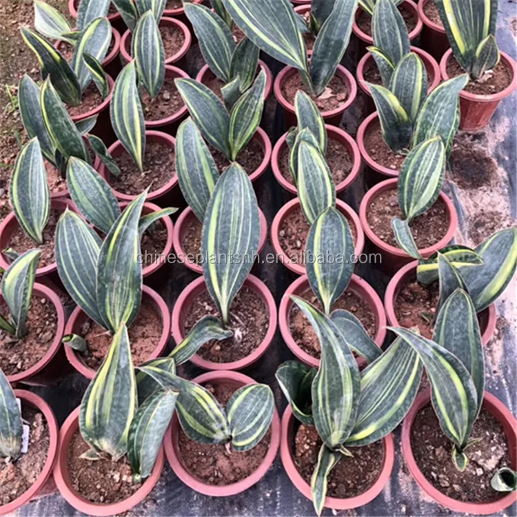 
Treasure Mirror Sansevieria Trifasciata Sansevieria Surpeba indoor plant 