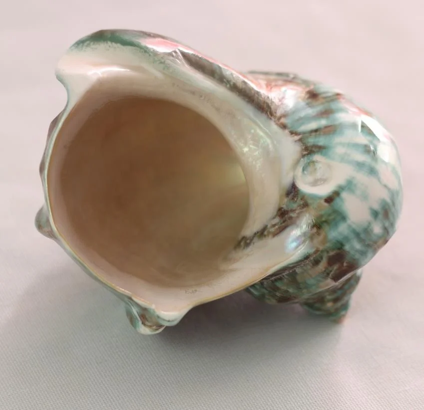 100% 天然蜗牛壳为独特的纪念品礼物