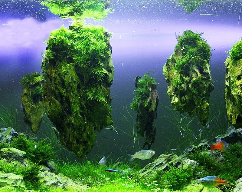 floating fish tank