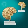High-quality 3D anatomical cerebral medical study human brain model