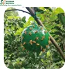 mimic trap for fruit fly control--- buy 200 get 220 sets