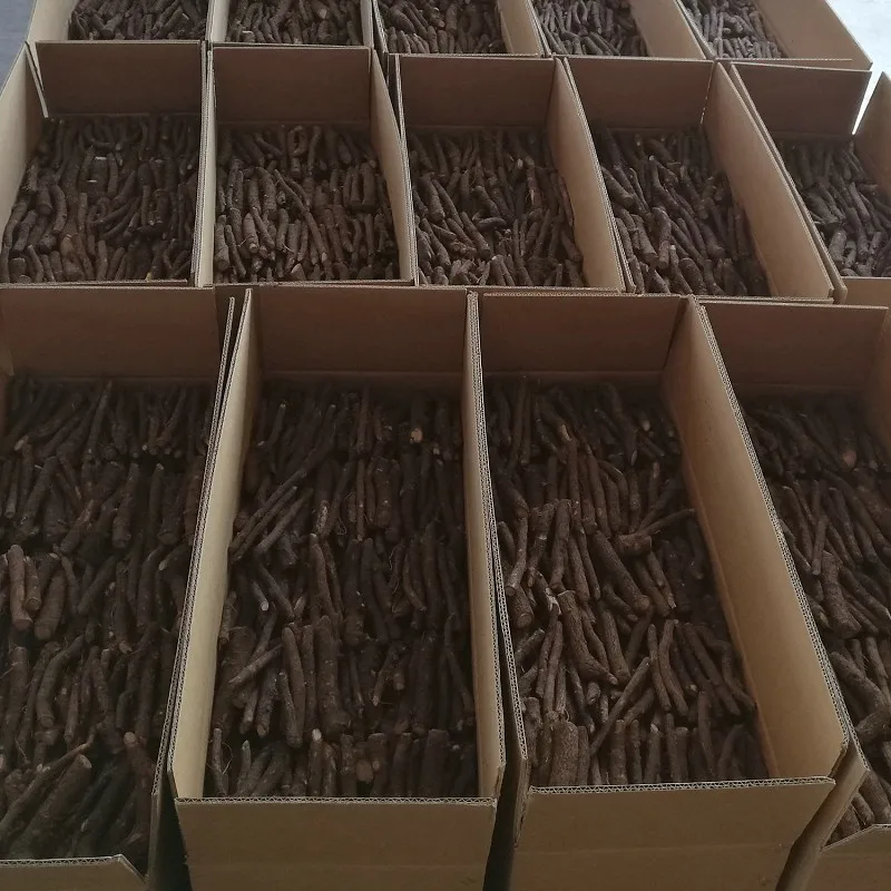 hybrid clone paulownia root and rhizome353