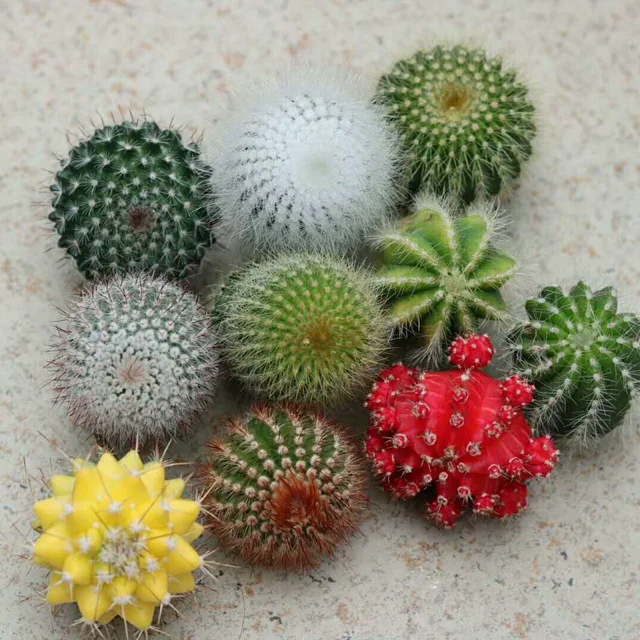
Fujian mini cactus succulent plants decoration 