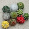 Fujian mini cactus succulent plants decoration