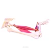 Life Size Human Muscle Fixed, Moving Point and Dynamic Anatomy Model