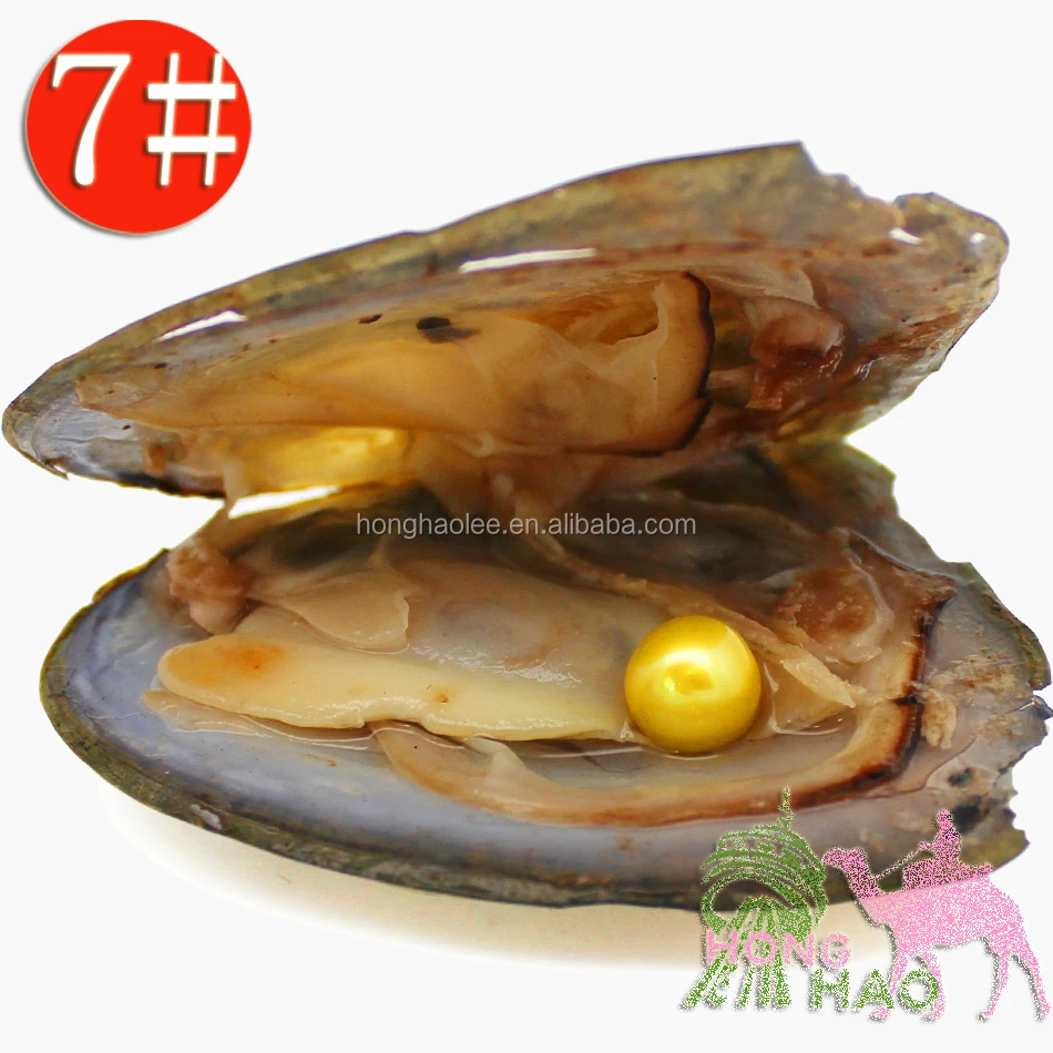 

AAAA Grade, Vacuum Packaged Freshwater Triangular Oyster with Pearl #7 Bright Yellow 6-7mm Round Free Shipping