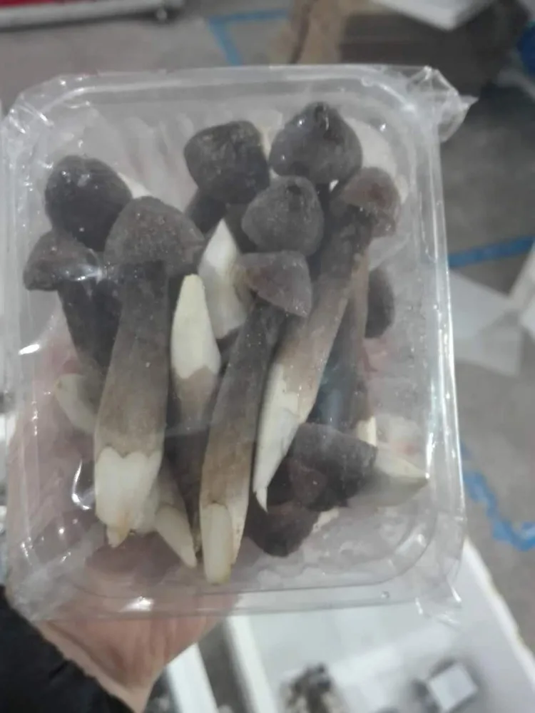 
Detan Black Collybia Albuminosa Mushroom Export 