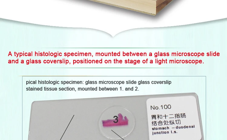 006 histology slides.jpg
